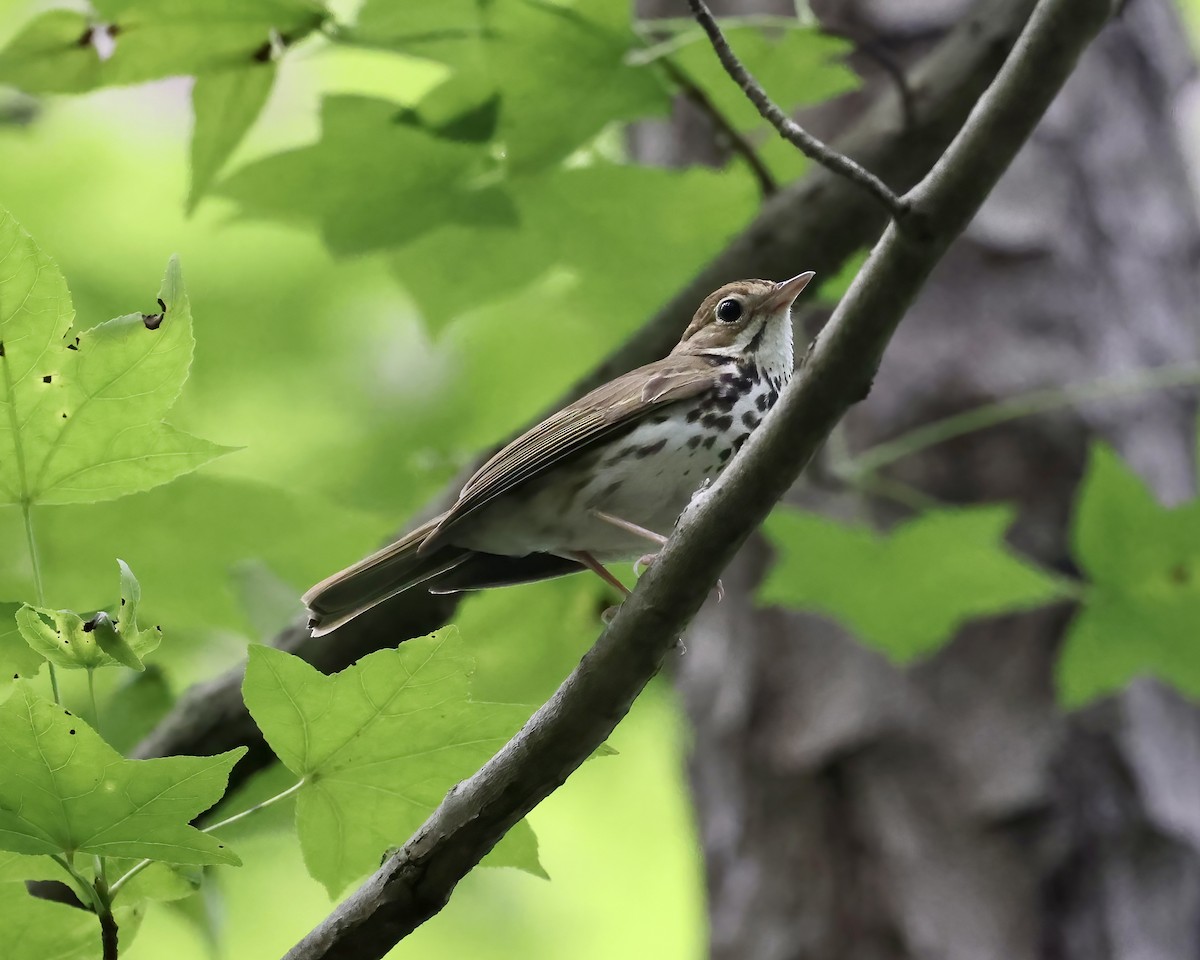 Ovenbird - ML588587731