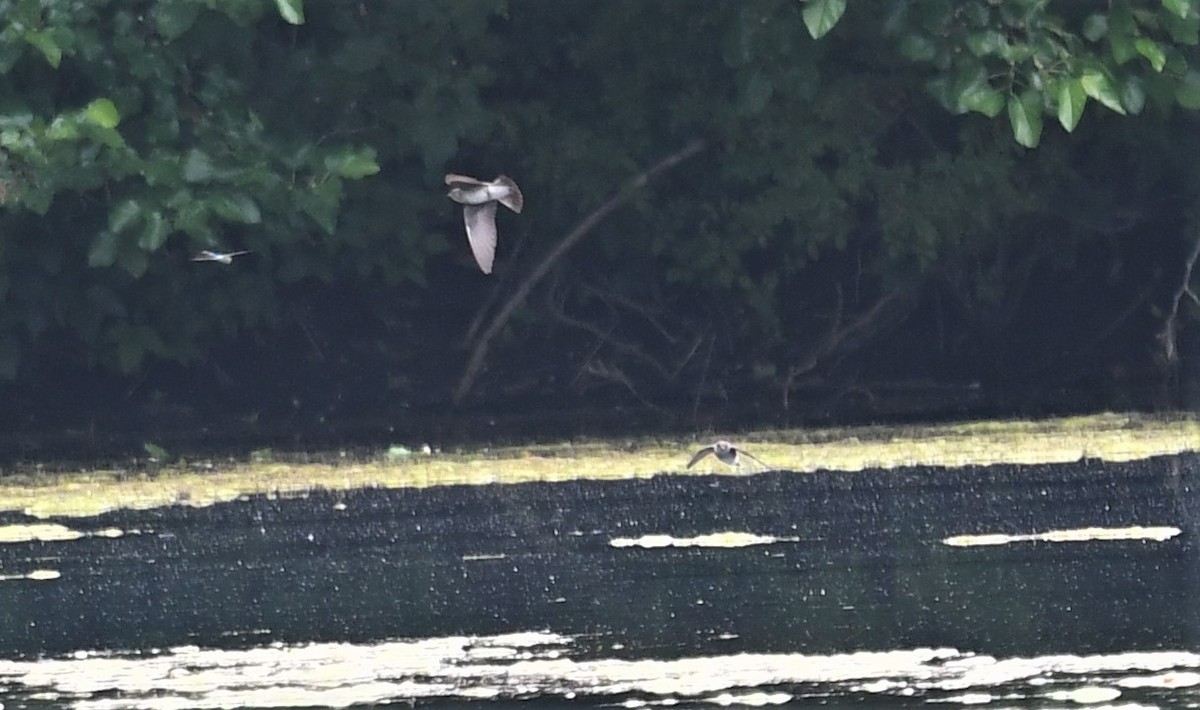 Northern Rough-winged Swallow - ML588589821