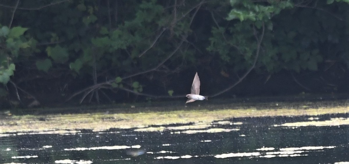 Northern Rough-winged Swallow - ML588589831