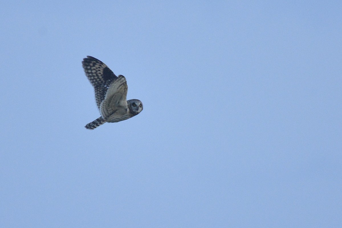 Short-eared Owl (Northern) - Asher  Warkentin