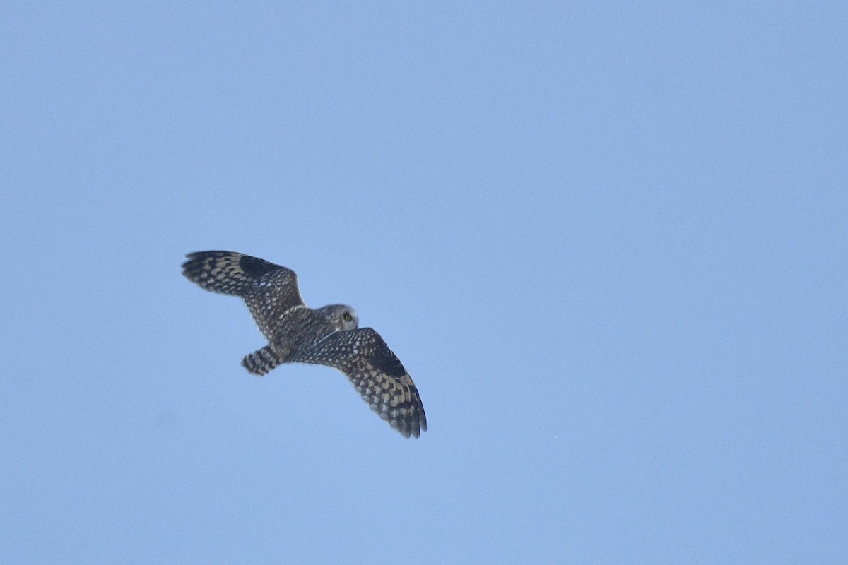 Short-eared Owl (Northern) - Asher  Warkentin