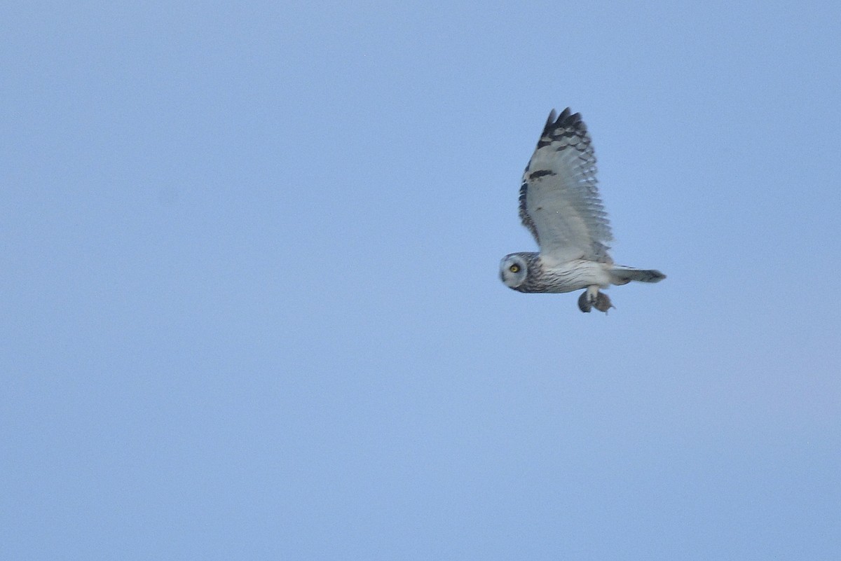 Short-eared Owl (Northern) - Asher  Warkentin