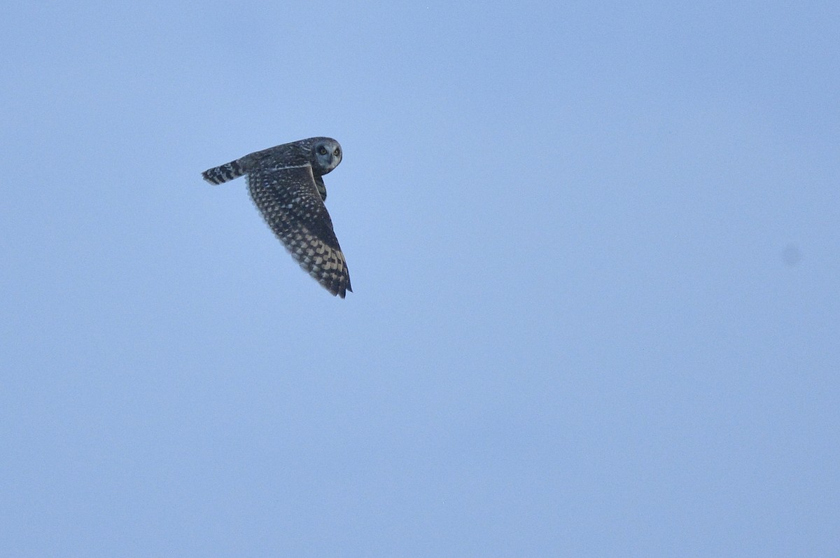 Short-eared Owl (Northern) - Asher  Warkentin