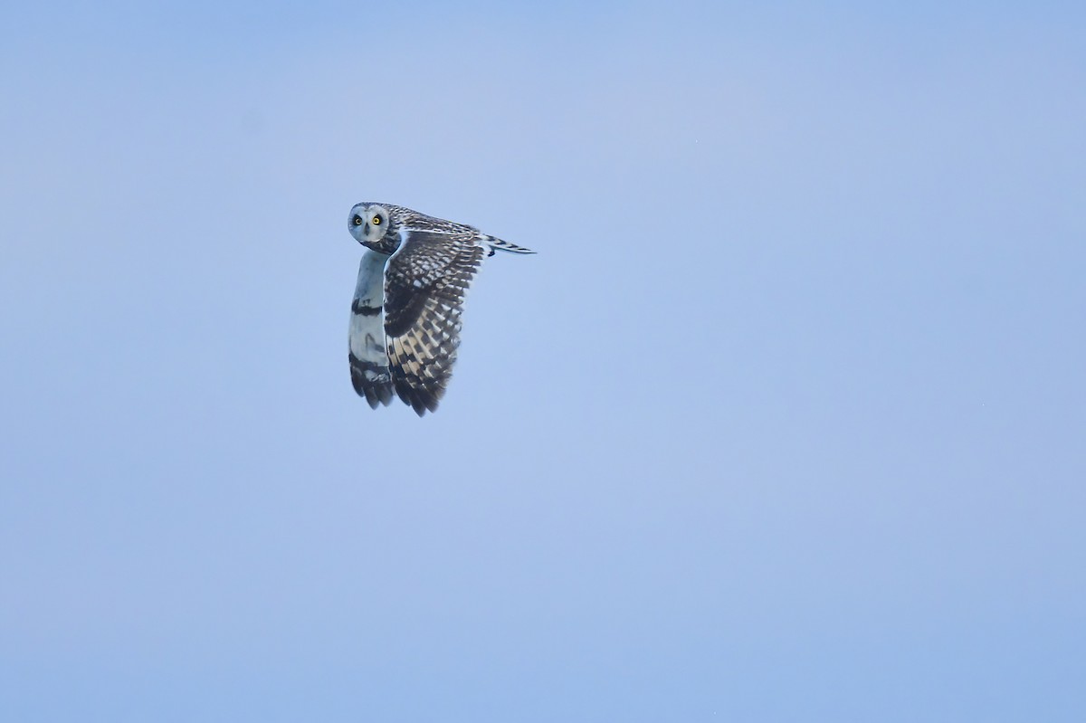 Short-eared Owl (Northern) - Asher  Warkentin