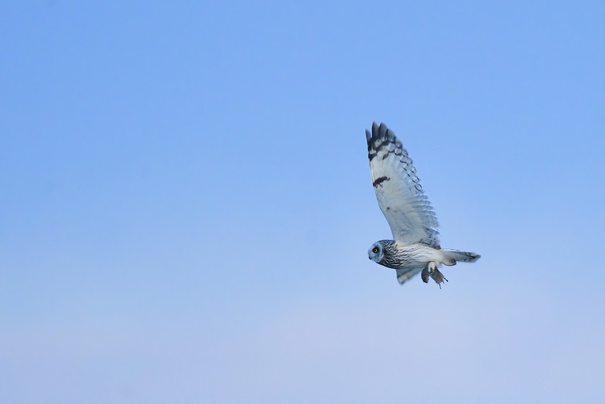 Short-eared Owl (Northern) - Asher  Warkentin