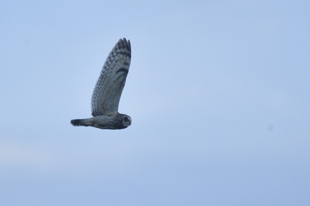 Short-eared Owl (Northern) - Asher  Warkentin