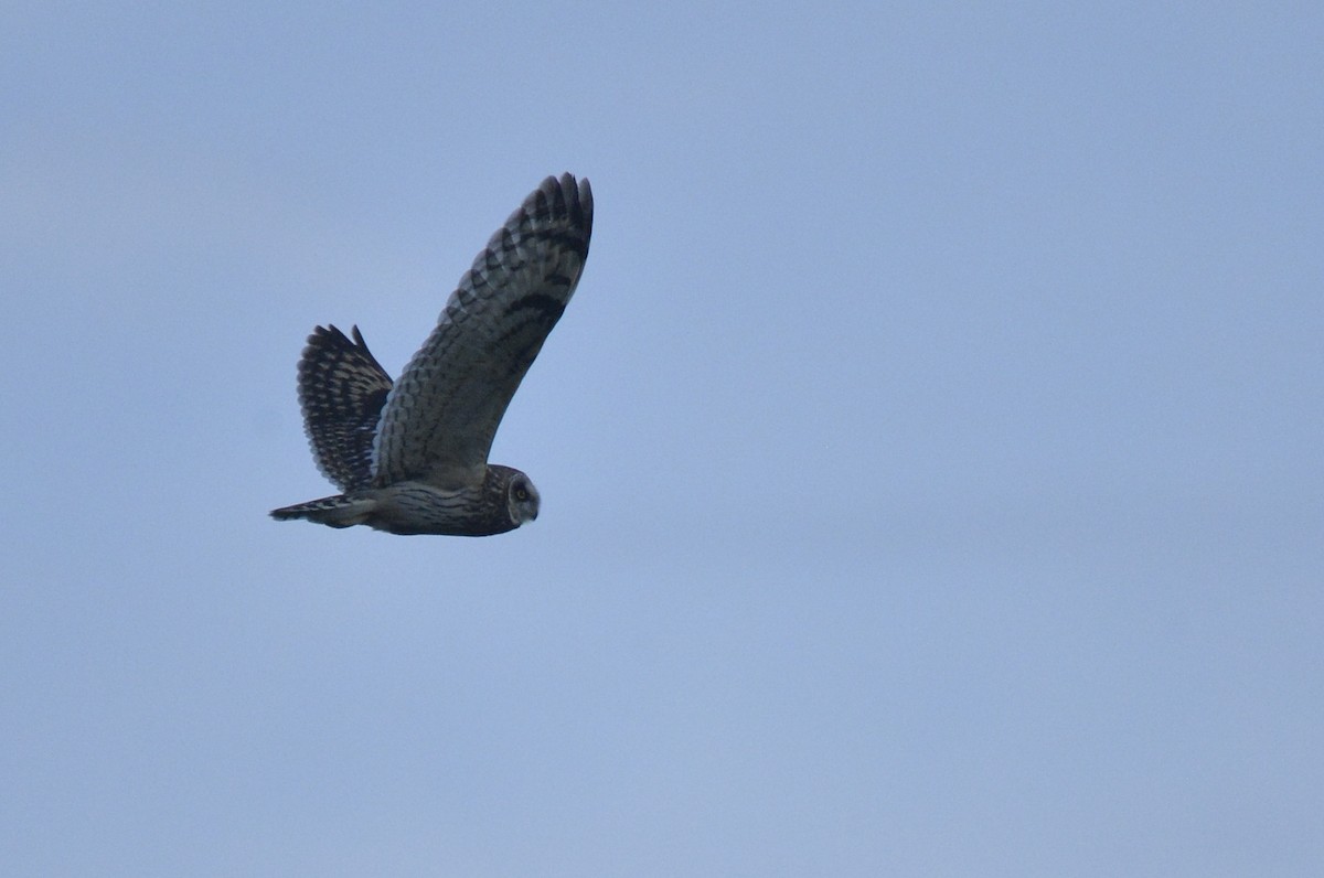 Short-eared Owl (Northern) - Asher  Warkentin