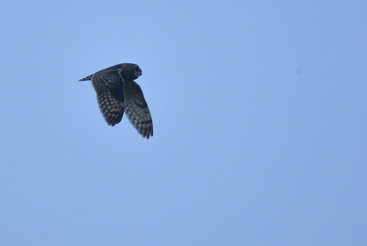 Short-eared Owl (Northern) - Asher  Warkentin