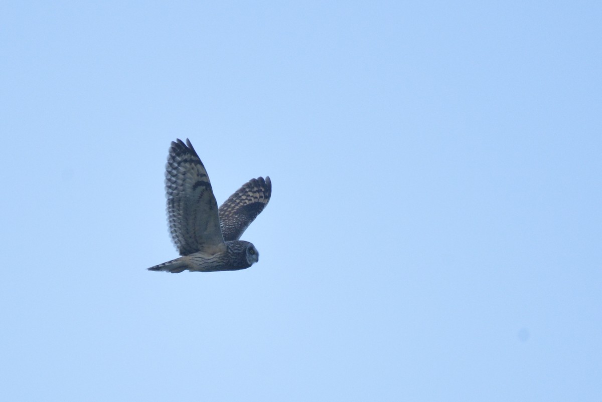 Short-eared Owl (Northern) - Asher  Warkentin