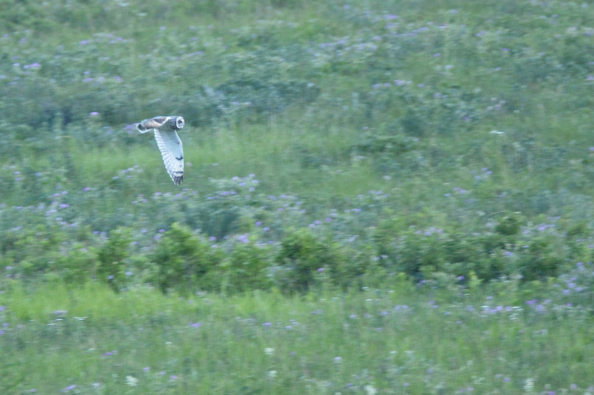 Short-eared Owl (Northern) - ML588590101