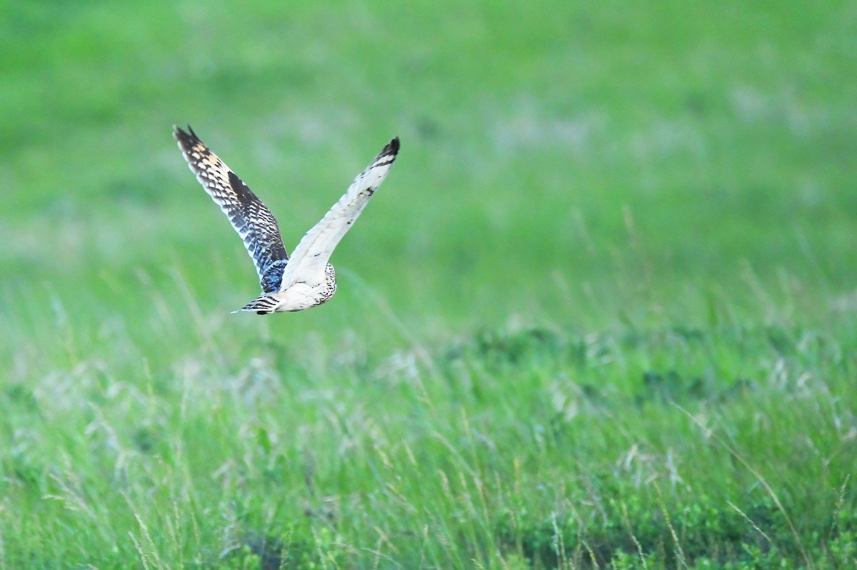 Short-eared Owl (Northern) - ML588590131