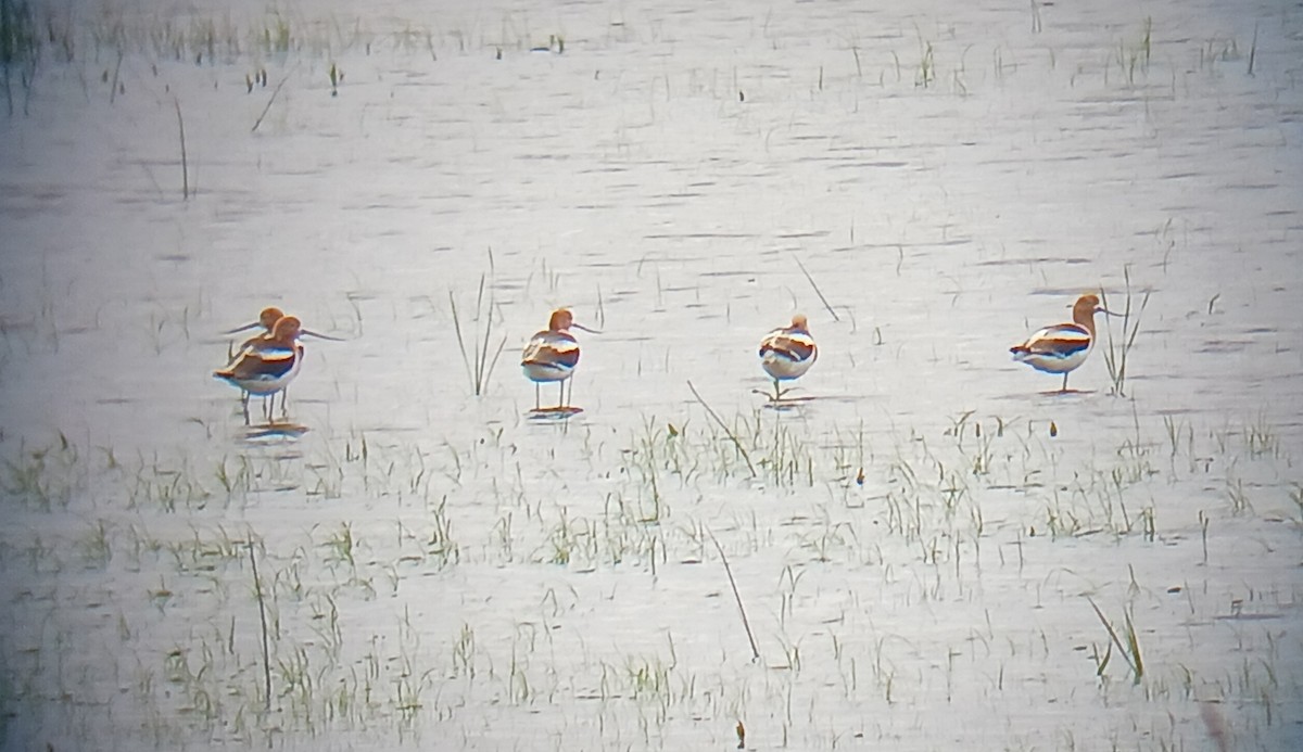 Avoceta Americana - ML588591441