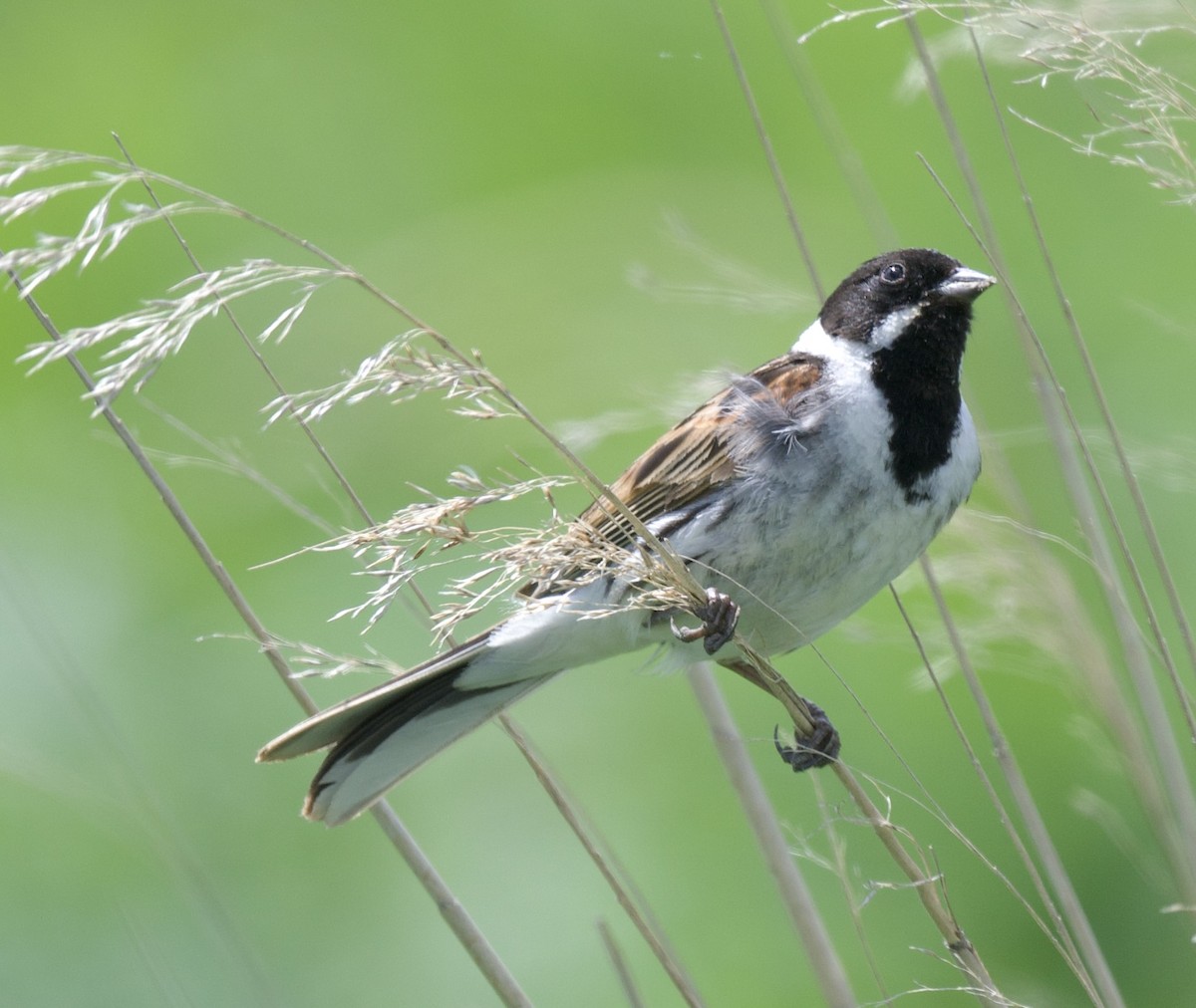 Reed Bunting - william tyrer