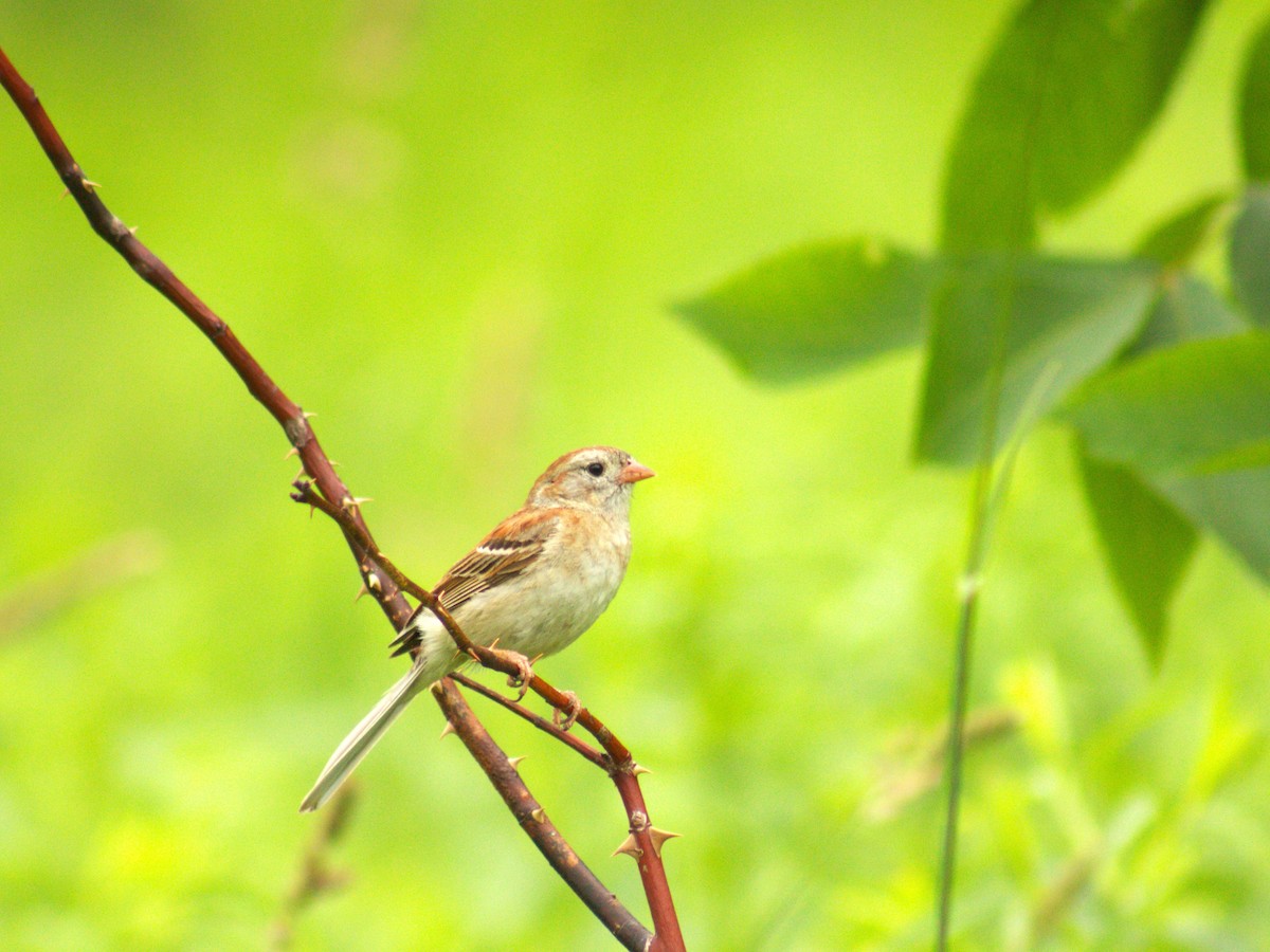 Field Sparrow - Marshall Schmidt