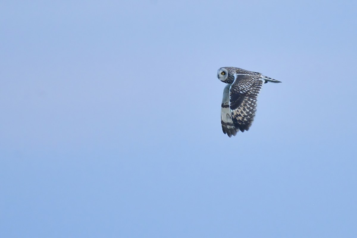 Short-eared Owl (Northern) - Asher  Warkentin