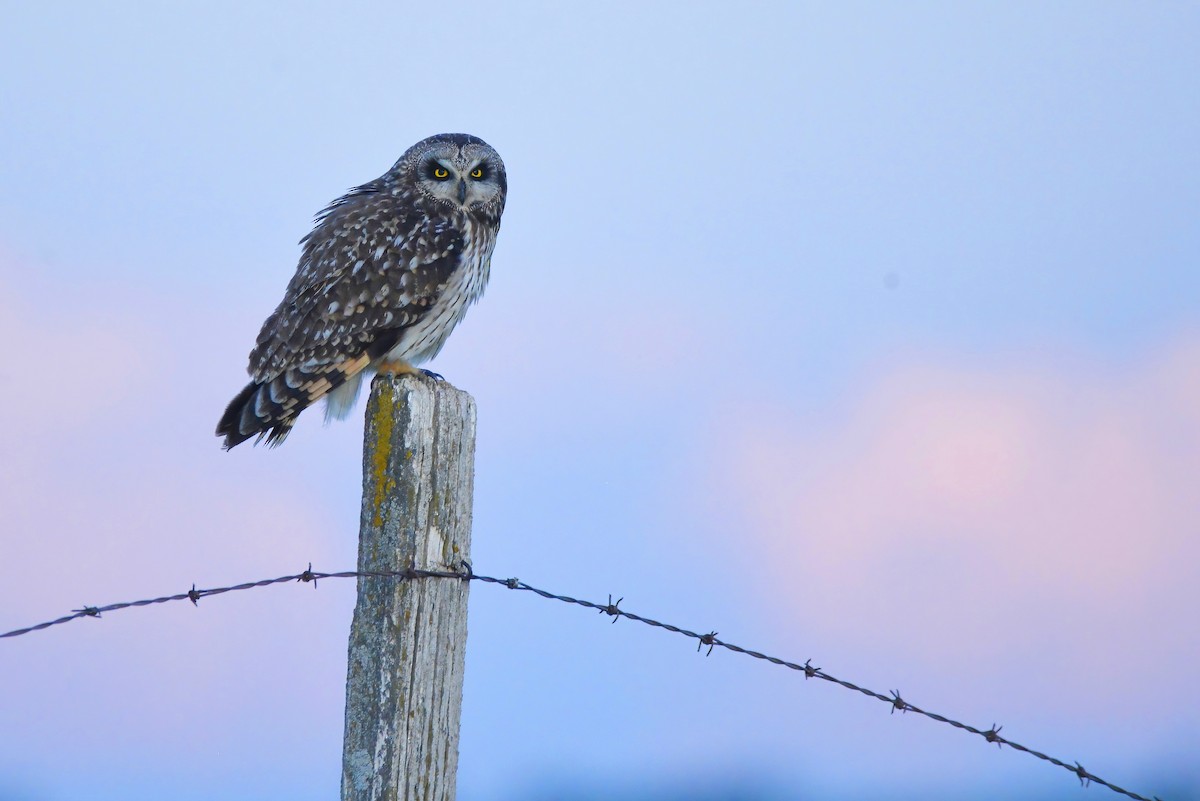 Short-eared Owl (Northern) - Asher  Warkentin
