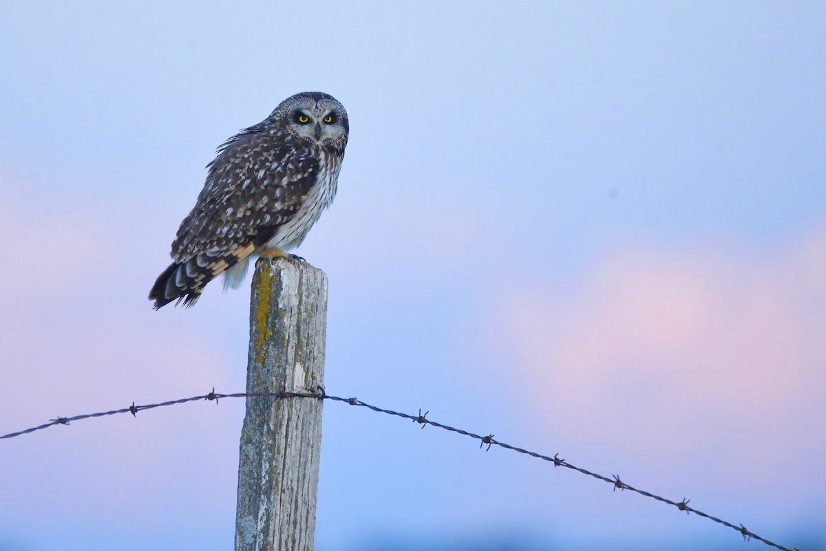 kalous pustovka (ssp. flammeus) - ML588592341