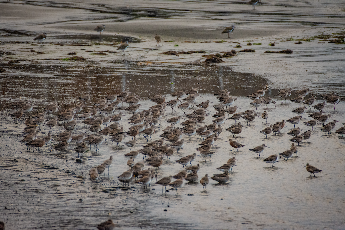 Hudsonian Godwit - ML588592351
