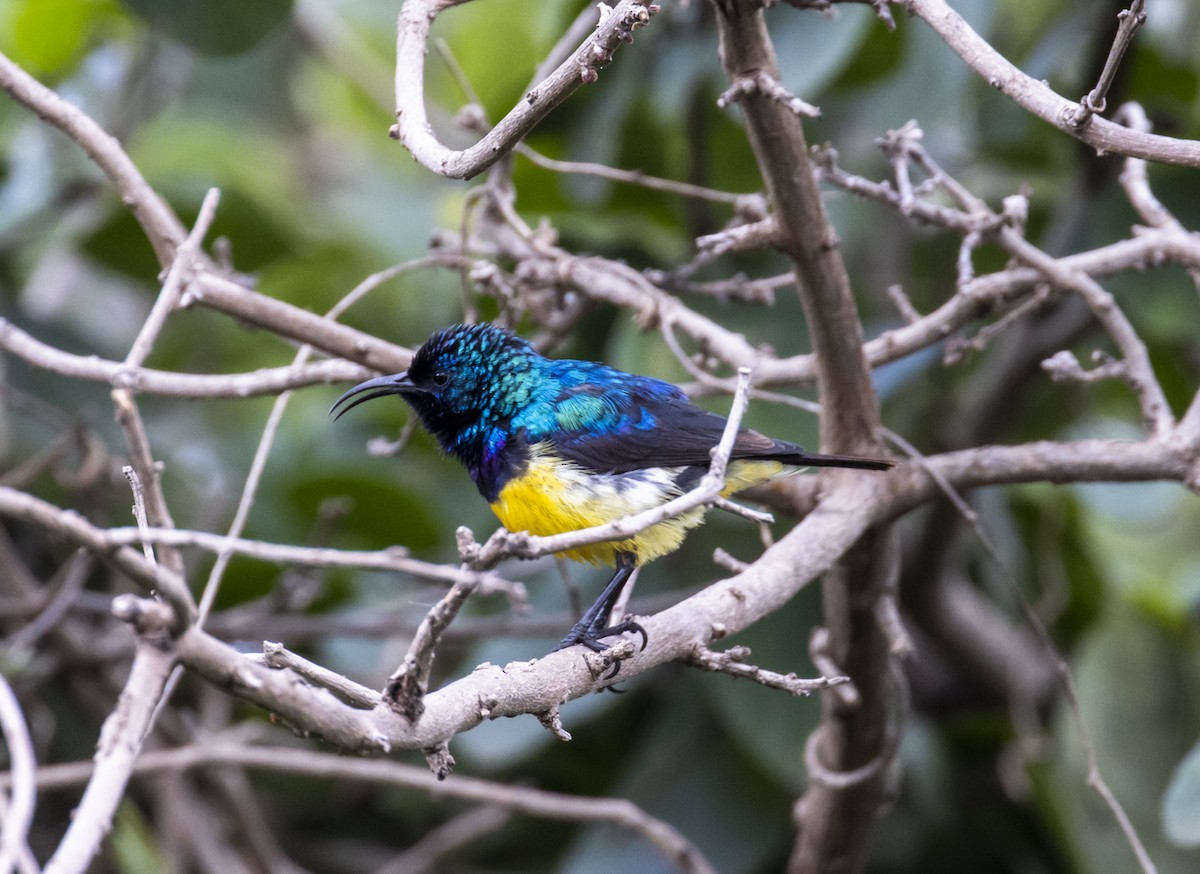 カワリタイヨウチョウ - ML588592371