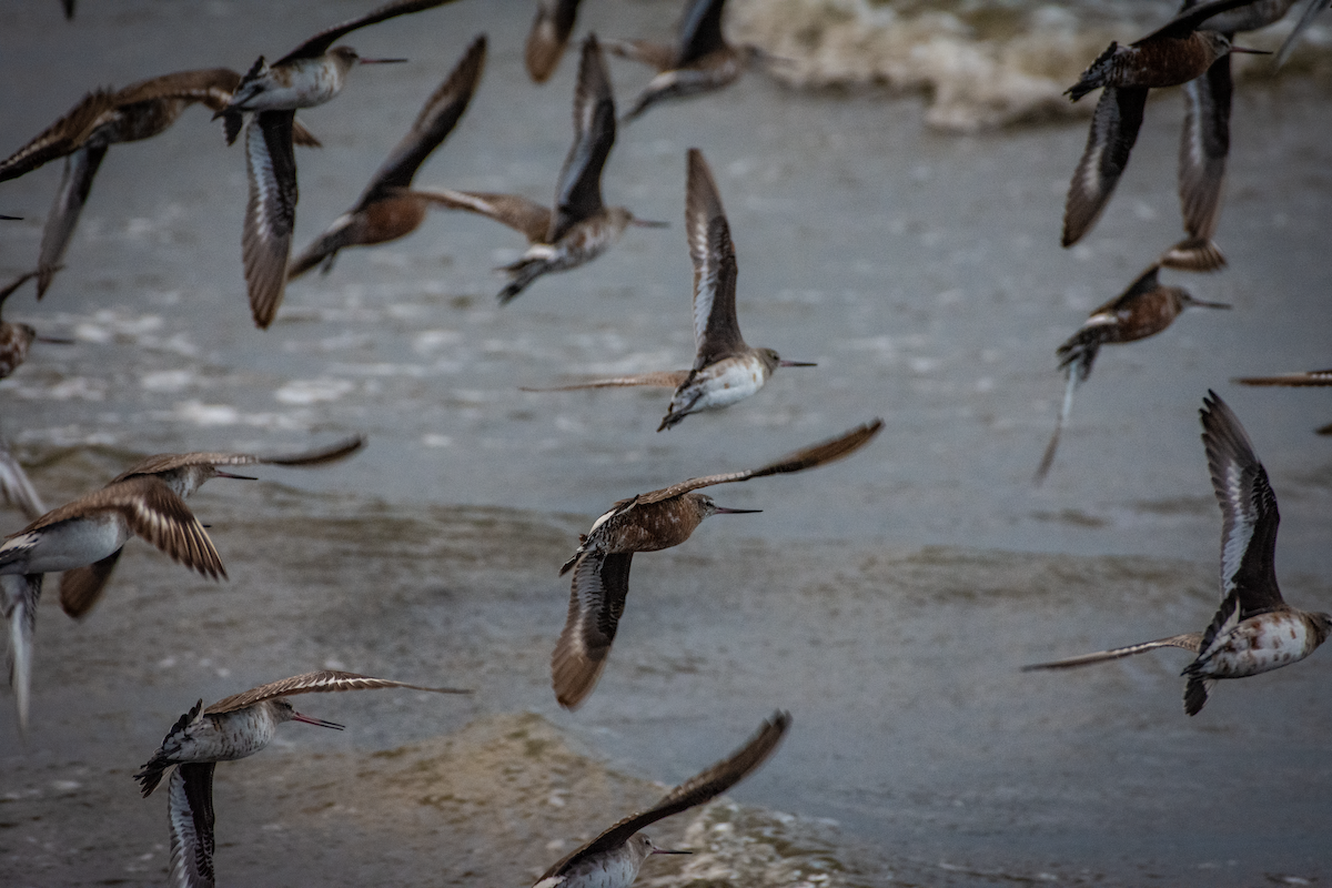 Hudsonian Godwit - ML588592751