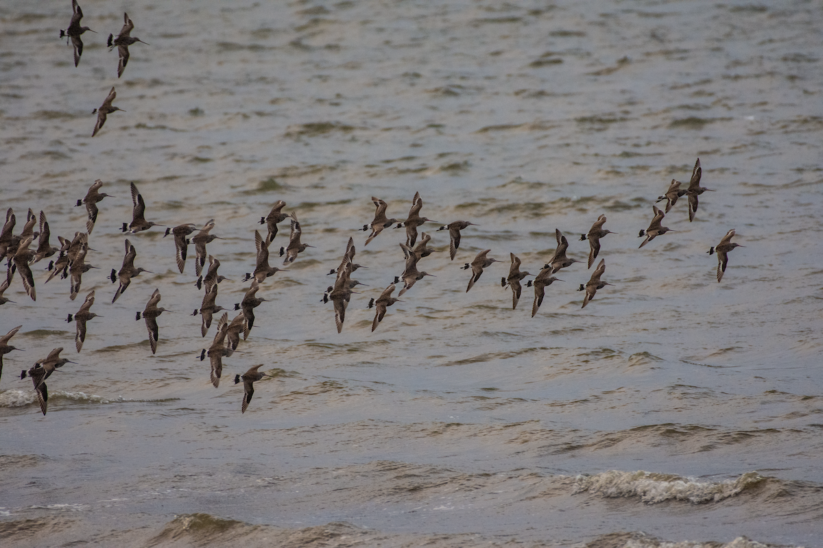 Hudsonian Godwit - ML588592761