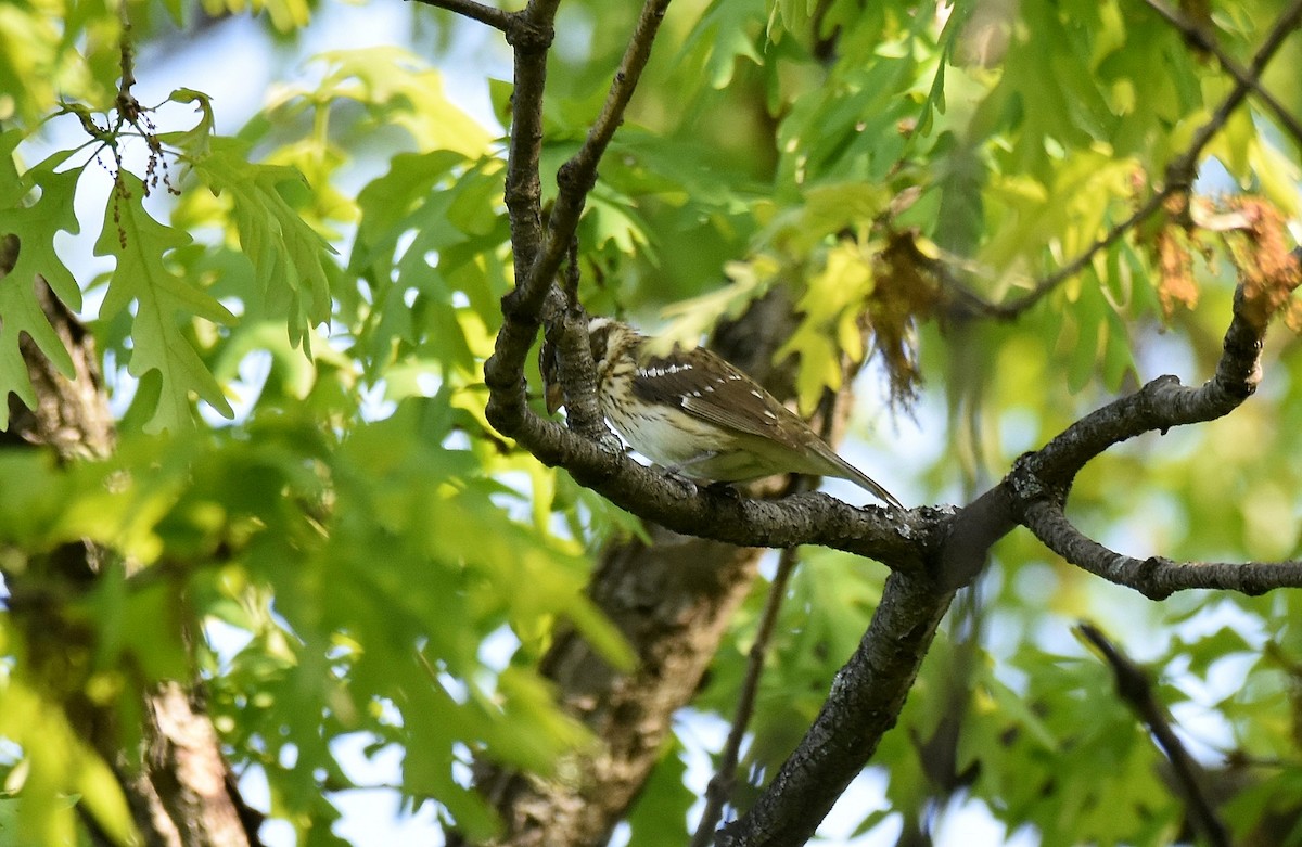 Rose-breasted Grosbeak - ML588593871