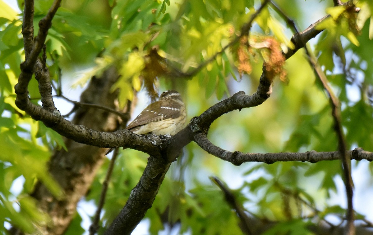 Rose-breasted Grosbeak - ML588593891