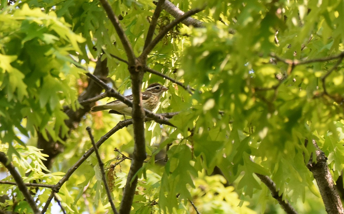 Rose-breasted Grosbeak - ML588593911