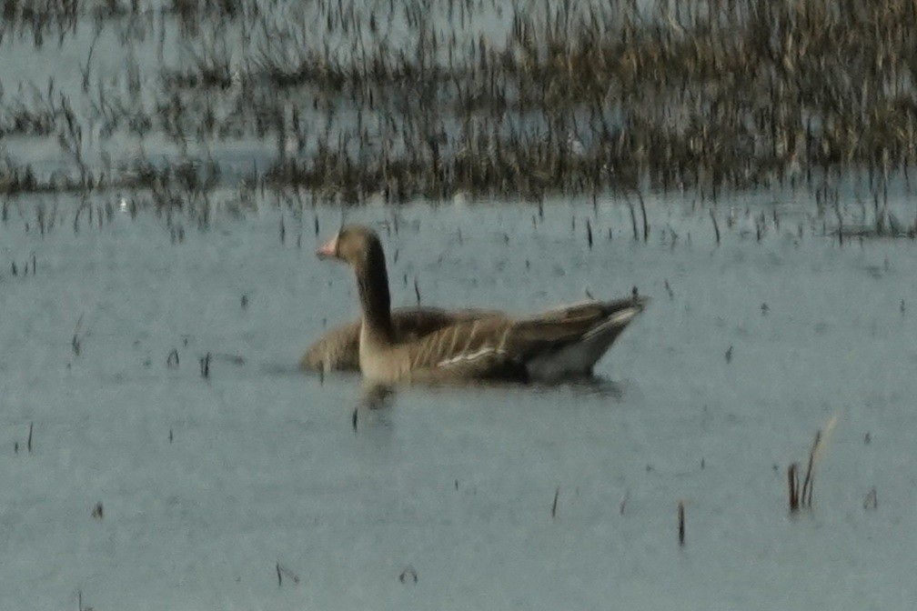 Greater White-fronted Goose - ML588594061