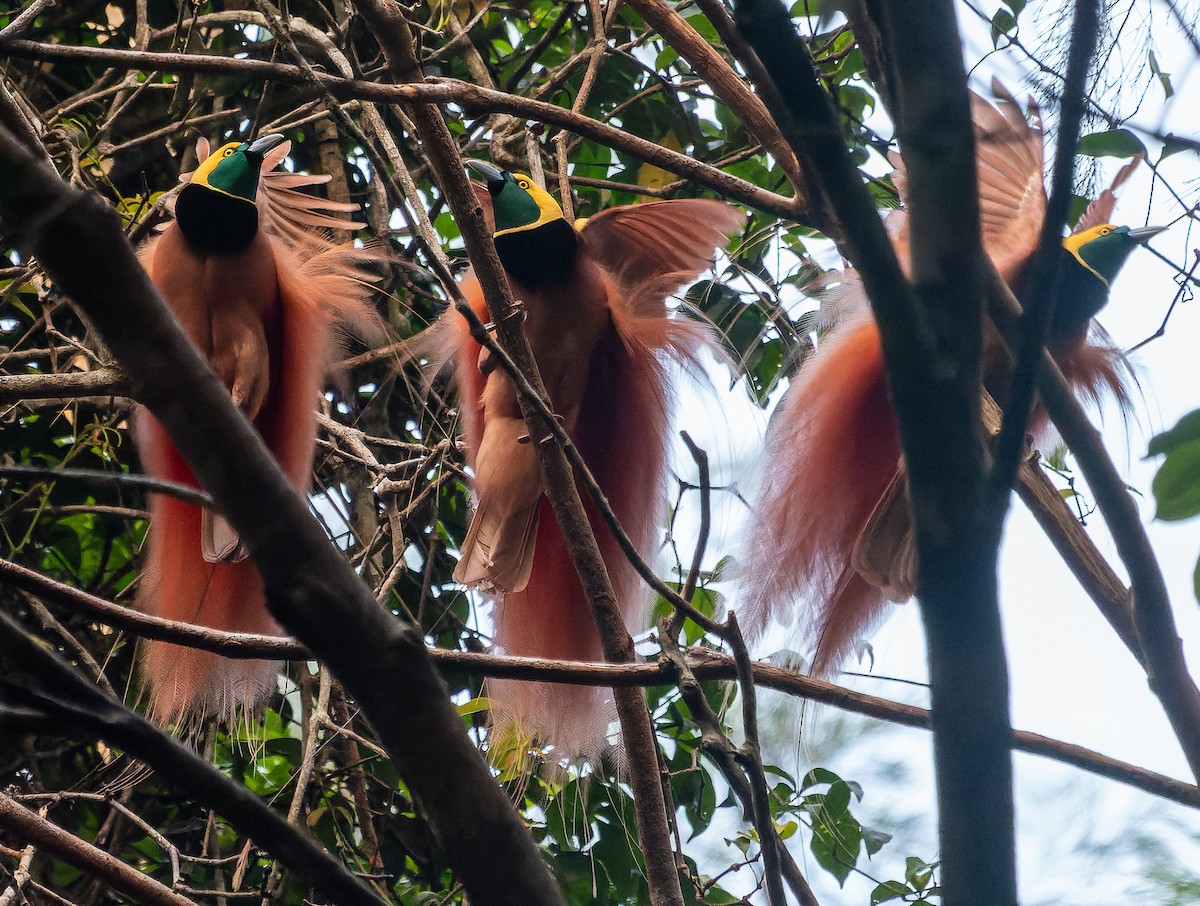 Raggiana Bird-of-Paradise - ML588594521