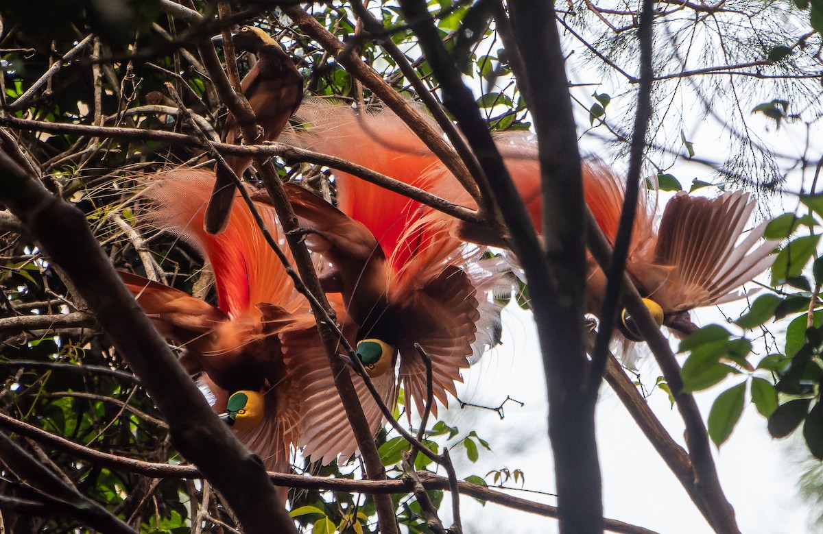 Raggiana Bird-of-Paradise - ML588594631
