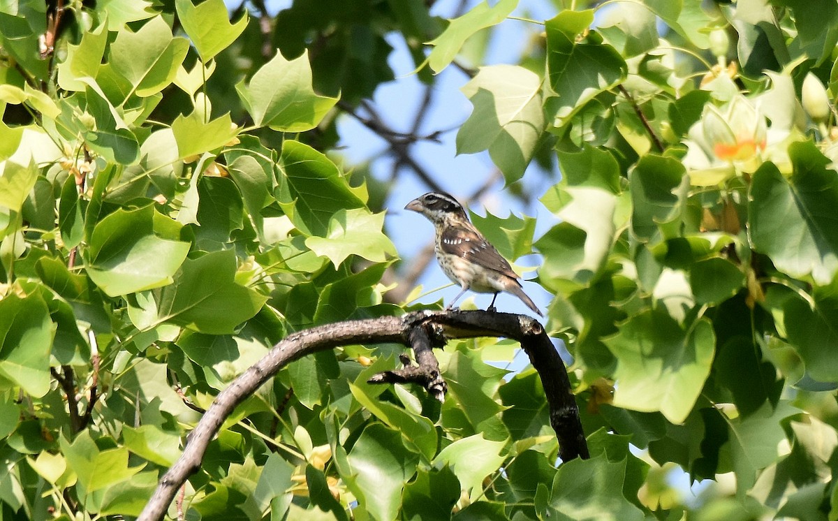 Rose-breasted Grosbeak - ML588594821