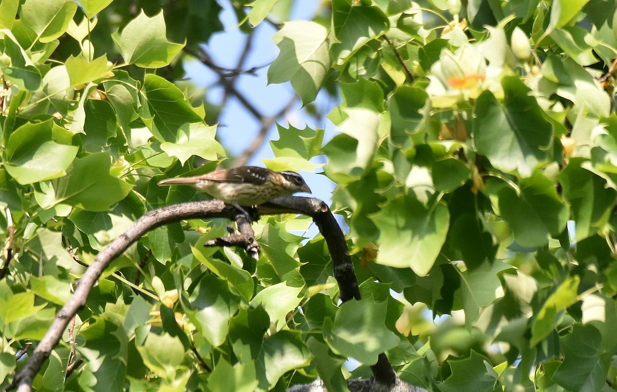 Rose-breasted Grosbeak - ML588594831