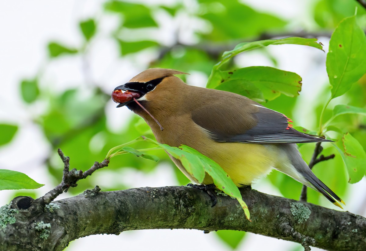 Cedar Waxwing - ML588595311