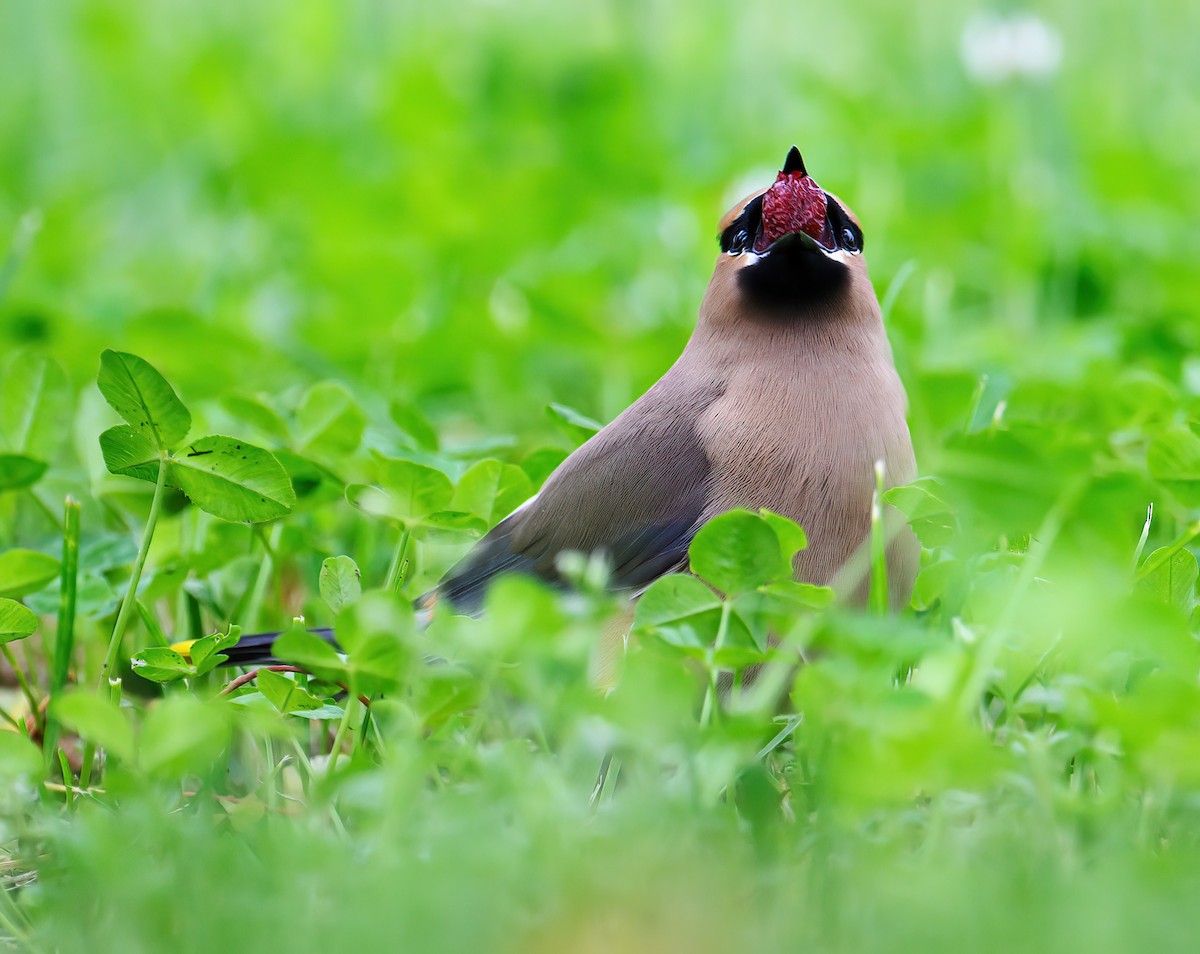 Cedar Waxwing - ML588595421