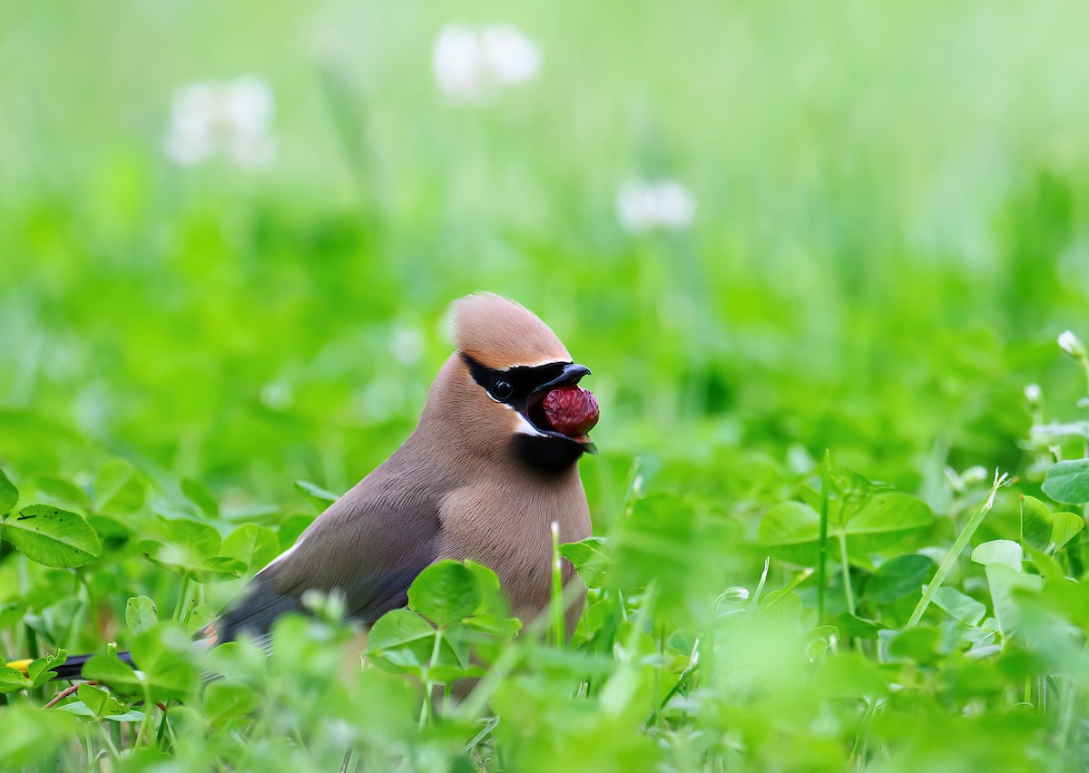 Cedar Waxwing - ML588595431