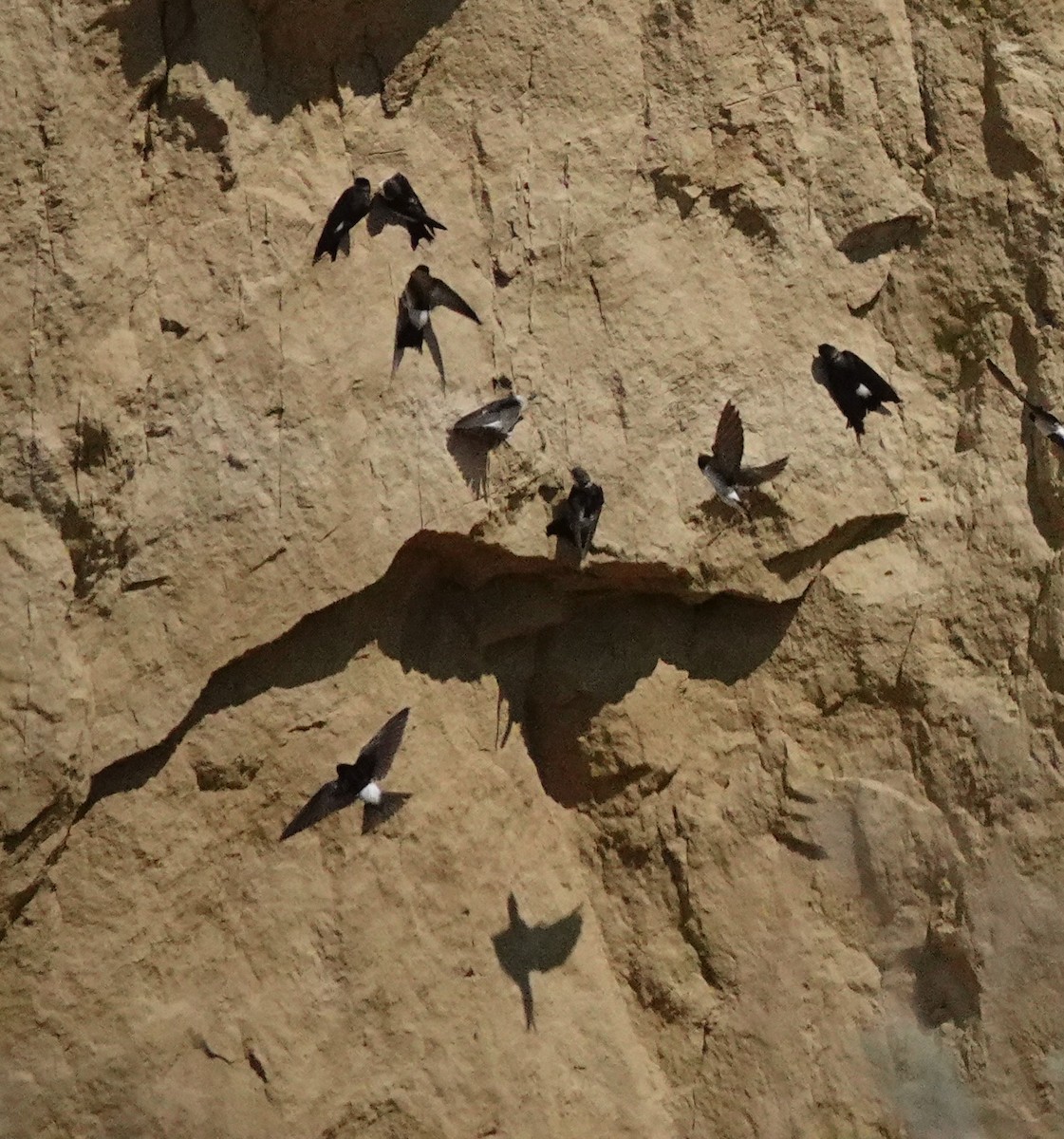 Western House-Martin - ML588598041