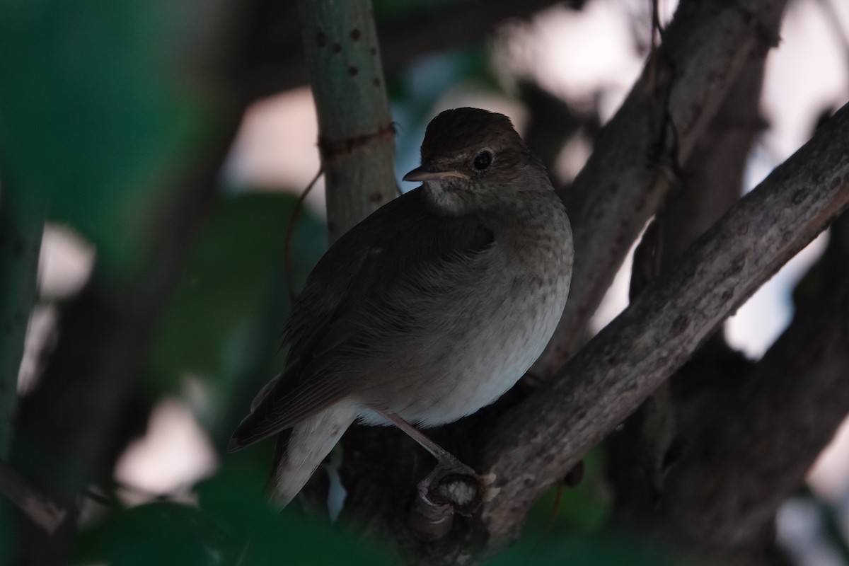 Thrush Nightingale - ML588598911