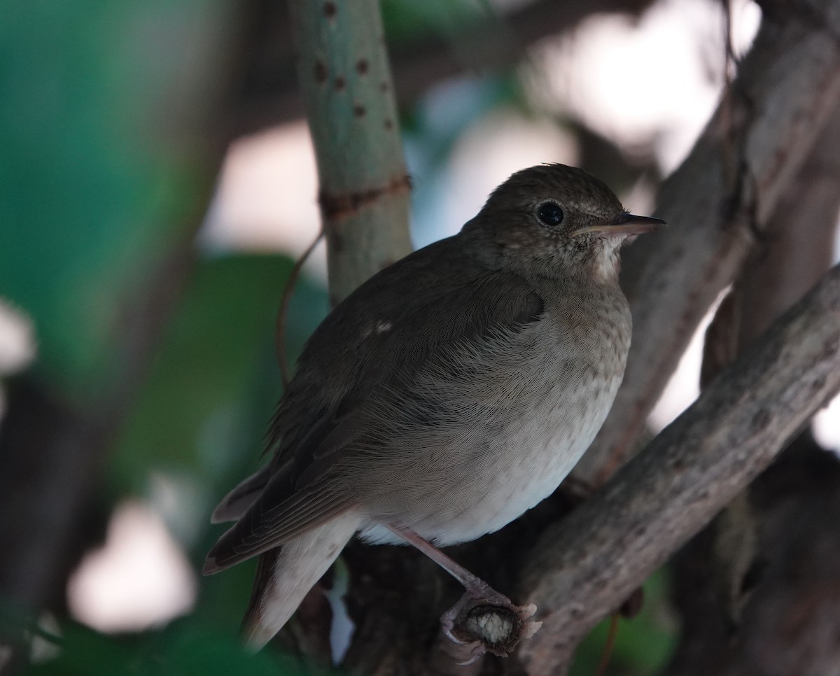 Thrush Nightingale - ML588599511