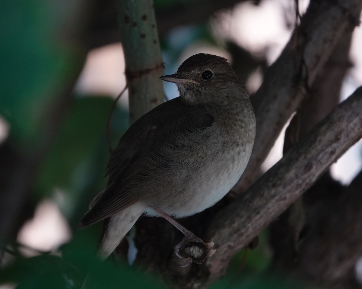 Thrush Nightingale - ML588599521