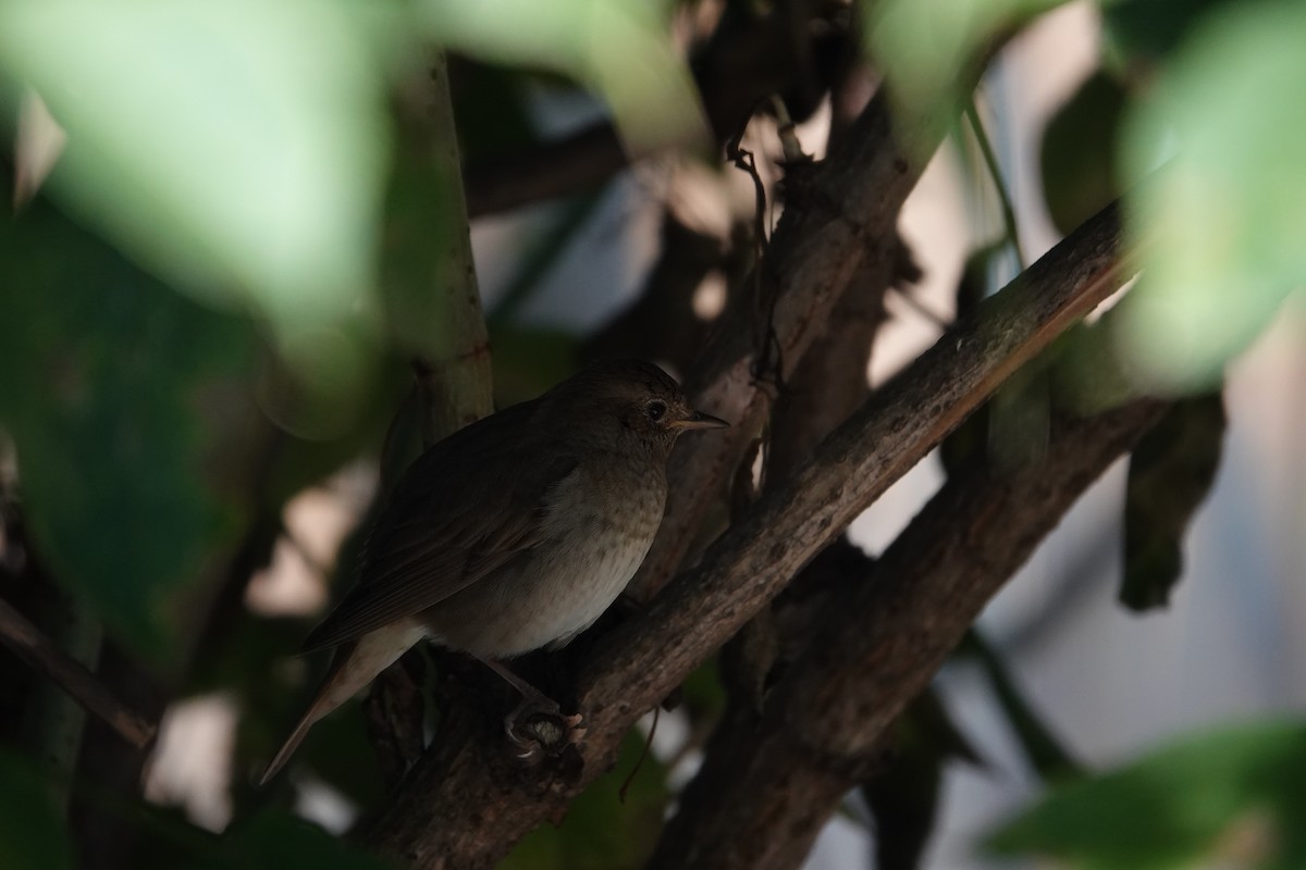 Thrush Nightingale - ML588603961