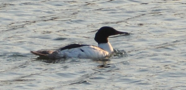 Common Merganser - ML588604061