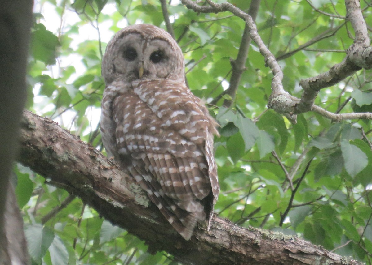 Barred Owl - Mary Ess-Why