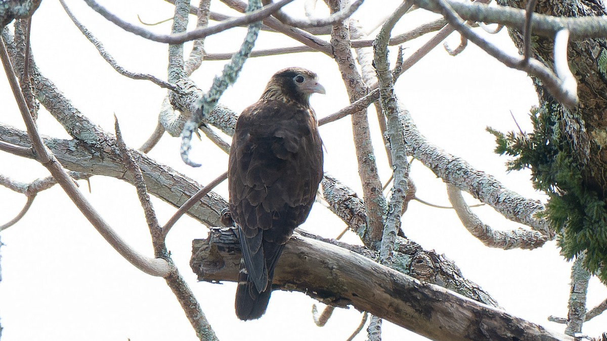 Yellow-headed Caracara - Ricardo Mitidieri