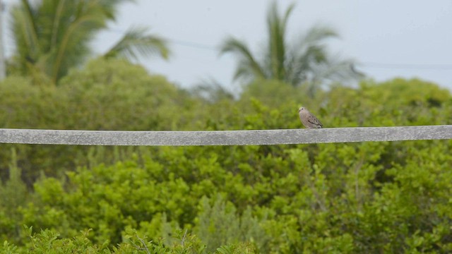 Common Ground Dove - ML588605141