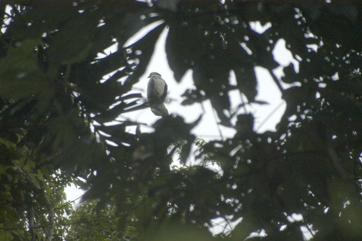 Crested Eagle - ML58860531