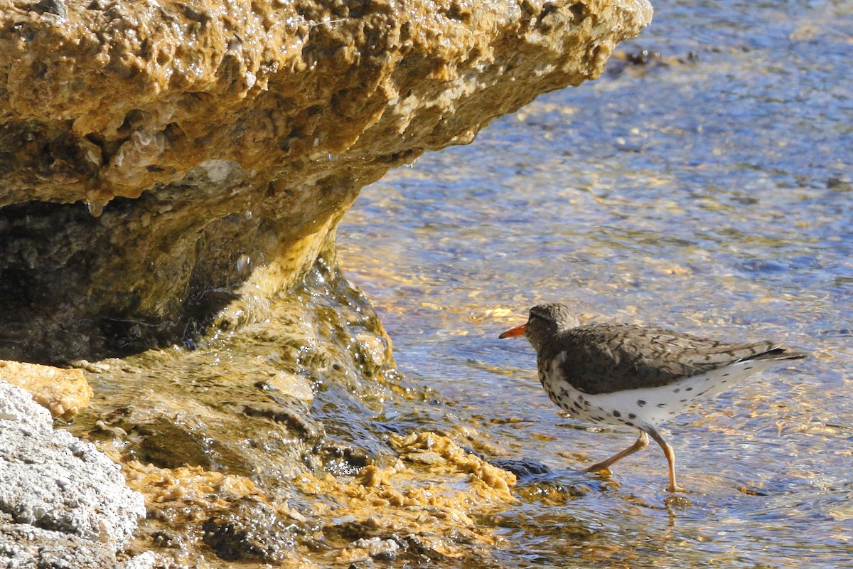 Spotted Sandpiper - ML588605321