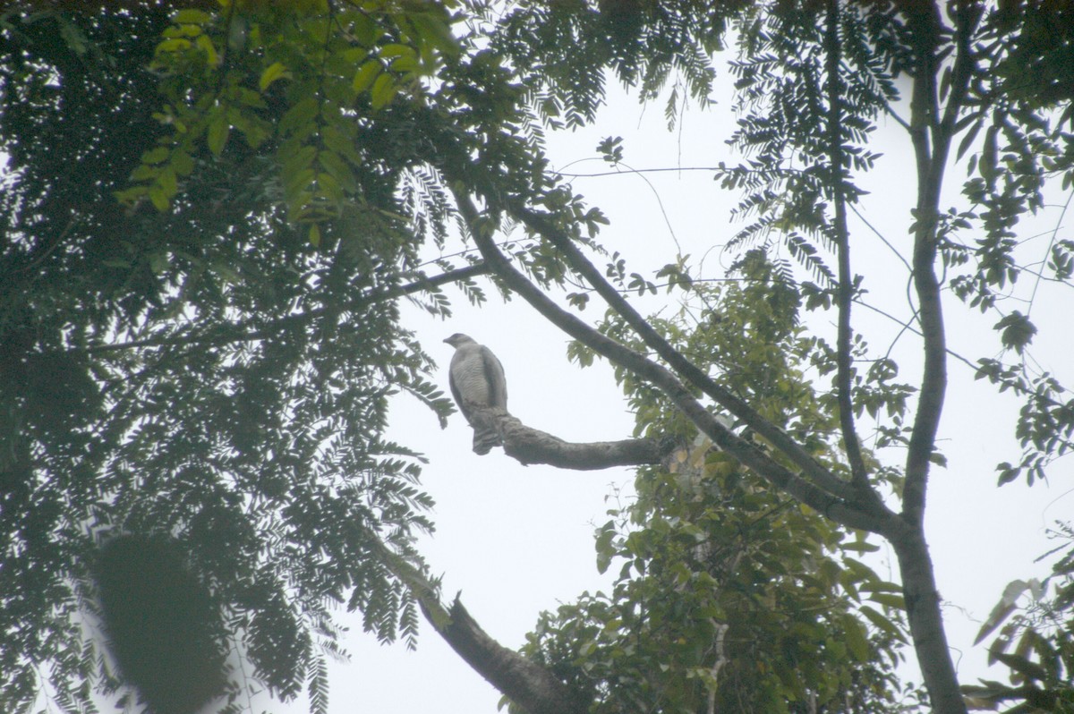 Crested Eagle - ML58860581
