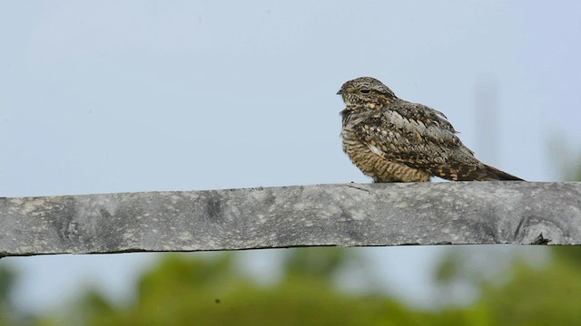 Lesser Nighthawk - ML588605821