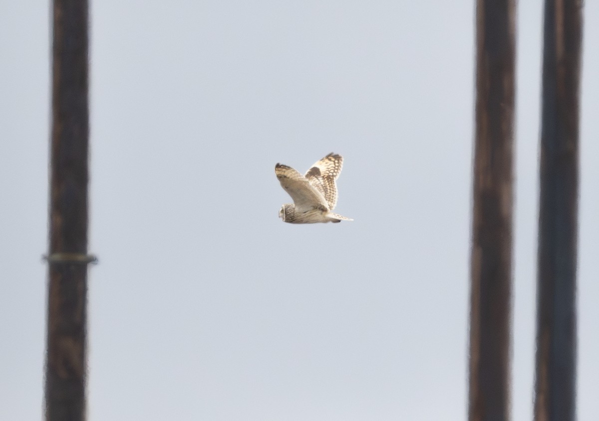 Short-eared Owl - ML588606411